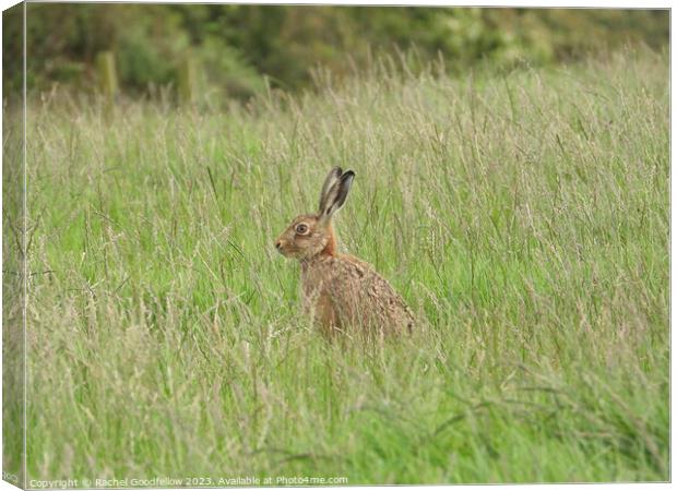 Hare in the grass Canvas Print by Rachel Goodfellow