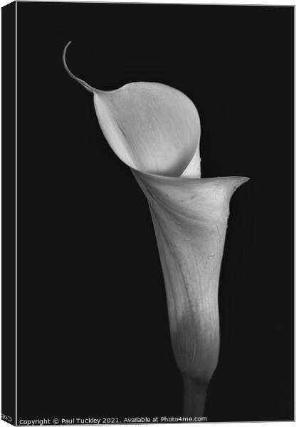 Isolated Lily - 1  Canvas Print by Paul Tuckley