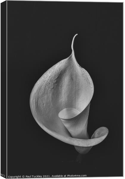 Isolated Lily - 4  Canvas Print by Paul Tuckley