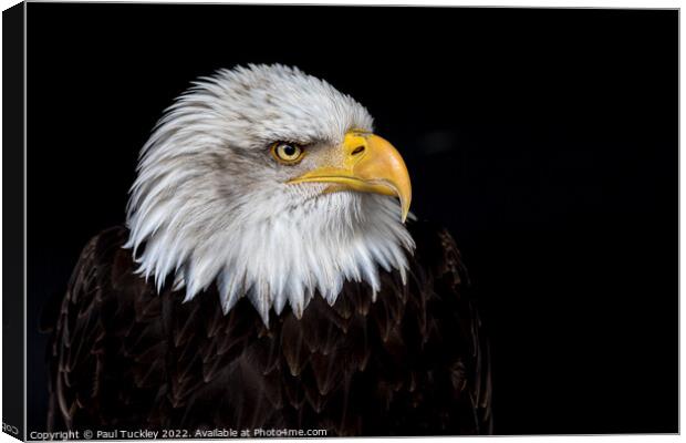 Portrait of an American Bald Eagle Canvas Print by Paul Tuckley