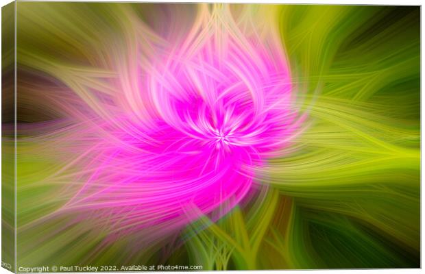 Bee on Scotch Thistle Canvas Print by Paul Tuckley