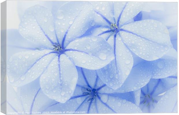 Group of Plumbago Flowers  Canvas Print by Paul Tuckley