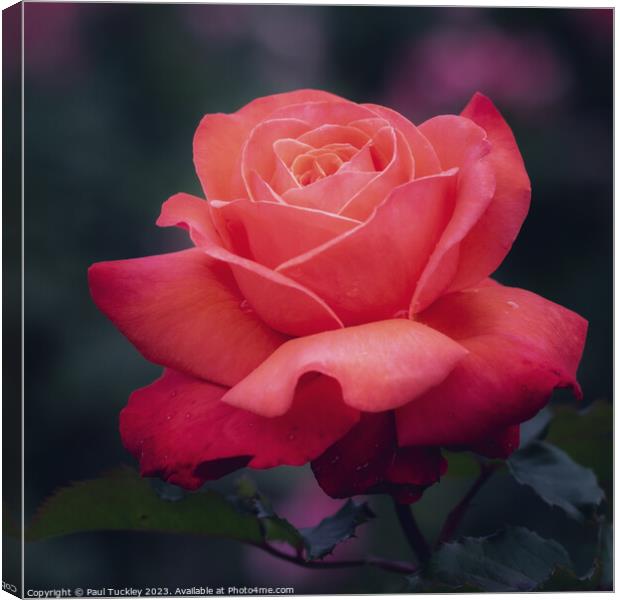 Rose 5 Canvas Print by Paul Tuckley