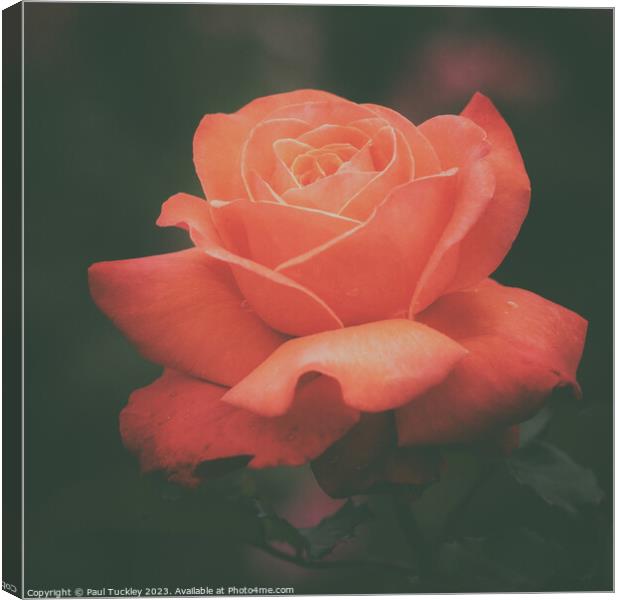 Rose 6  Canvas Print by Paul Tuckley