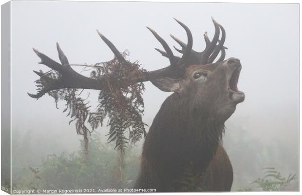 Deer stag roaring in dense fog Canvas Print by Marcin Rogozinski
