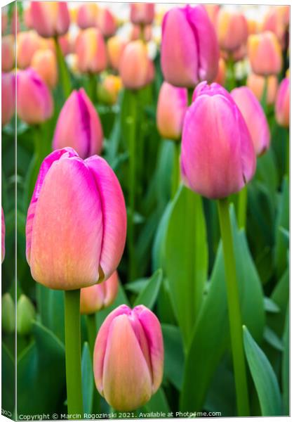 Pink and yellow tulips growing on flowerbed Canvas Print by Marcin Rogozinski