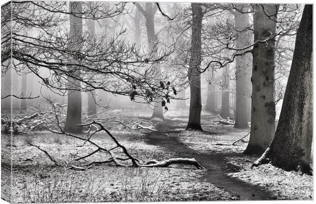 Frosty Trees Canvas Print by Kevin Warburton