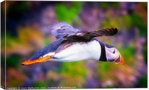Flying Puffin Canvas Print by Kevin Warburton