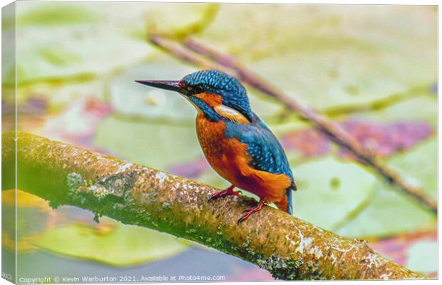 Kingfisher relaxing Canvas Print by Kevin Warburton