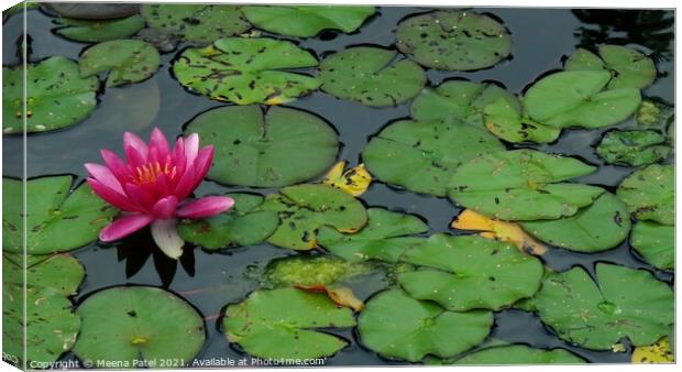 Water Lilly Canvas Print by Meena Patel