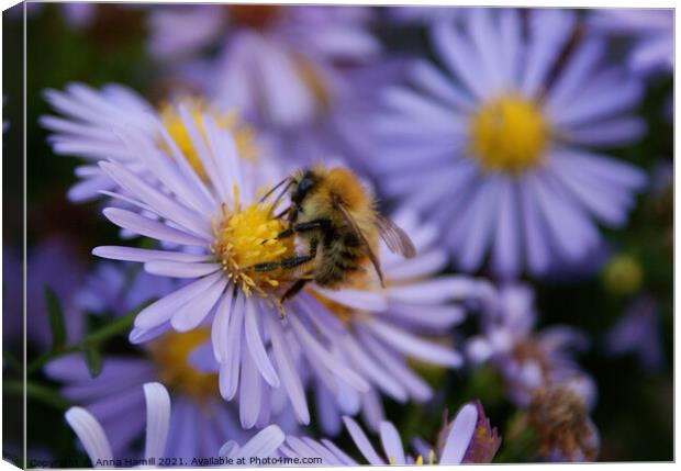 Bee pollinating a purple flower Canvas Print by Anna Hamill