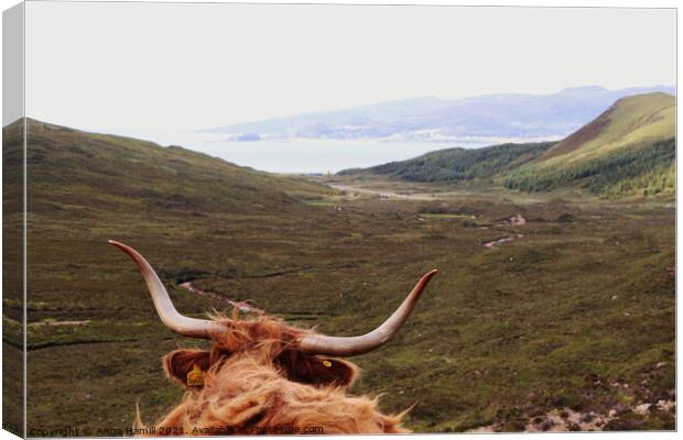 Highland Cow overlooking hills on the isle of Skye Canvas Print by Anna Hamill