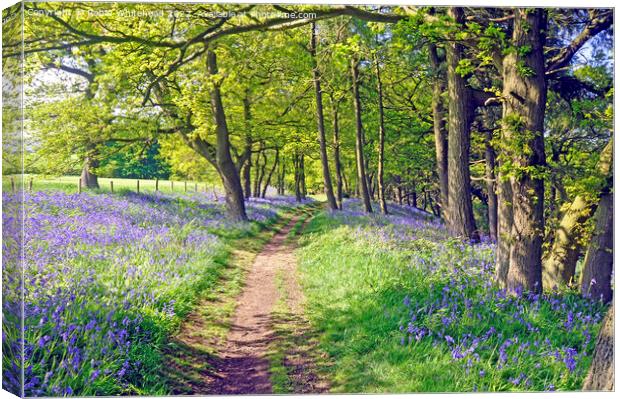 Path through the bluebell woods Canvas Print by Robin Whitehead