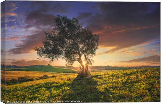 Olive tree at sunset. Tuscany Canvas Print by Stefano Orazzini