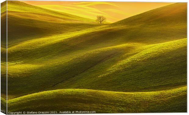 Lonely Tree in the Light Canvas Print by Stefano Orazzini