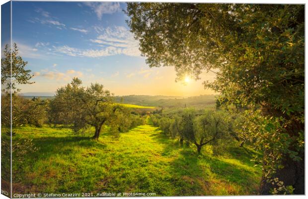 Olive Grove at Sunset. Tuscany Canvas Print by Stefano Orazzini