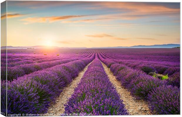 Lavender Fields at Sunset Canvas Print by Stefano Orazzini