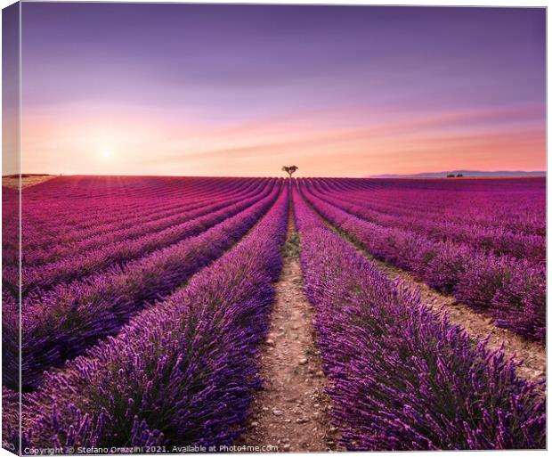 Lavender and Lonely Tree at Sunset. Provence Canvas Print by Stefano Orazzini