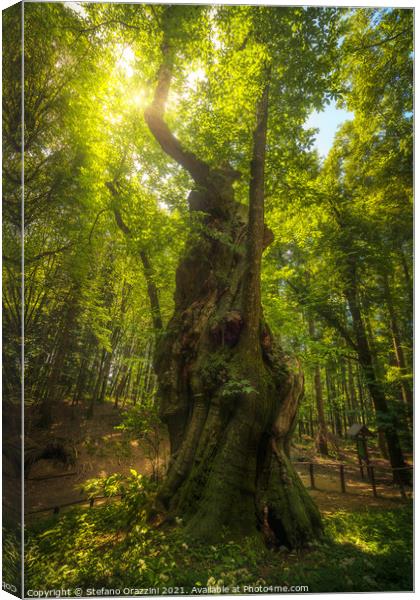 Secular chestnut tree in Casentino forest. Tuscany Canvas Print by Stefano Orazzini