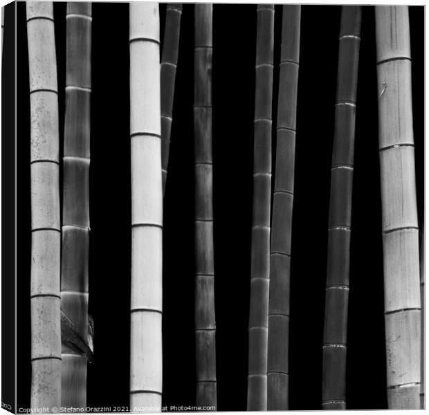 Bamboo, Study I (2010) Canvas Print by Stefano Orazzini