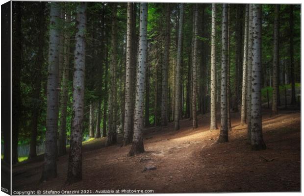 Path inside a silver fir forest. Tuscany Canvas Print by Stefano Orazzini
