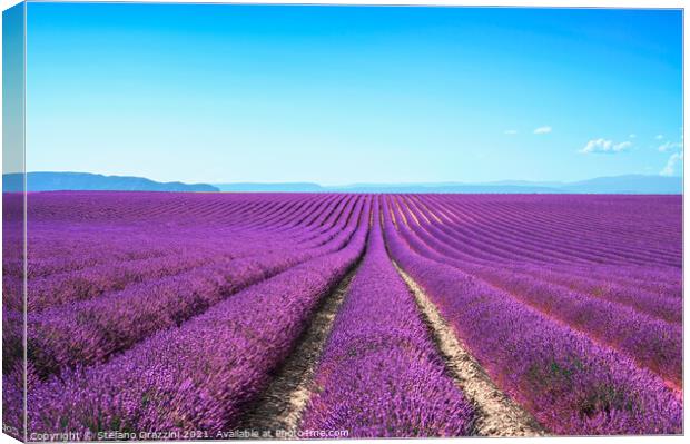 Lavender flower fields. Valensole, Provence Canvas Print by Stefano Orazzini