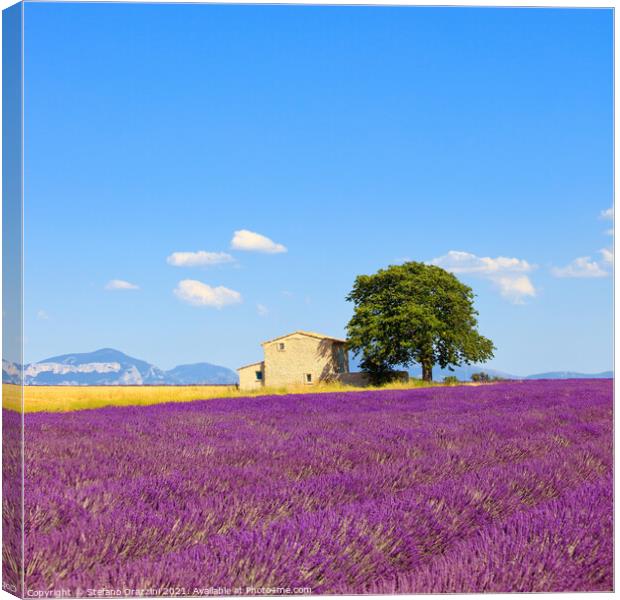 Lavender flowers field, house and tree. Provence Canvas Print by Stefano Orazzini