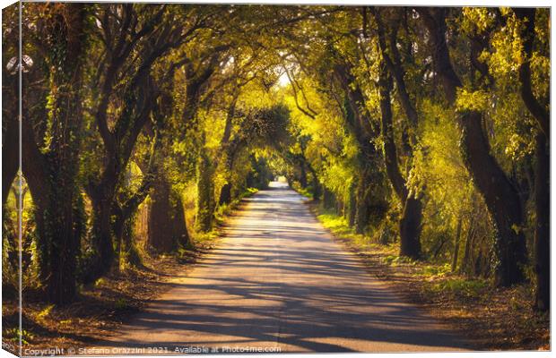 Bolgherese road and trees in autumn. Tuscany, Canvas Print by Stefano Orazzini