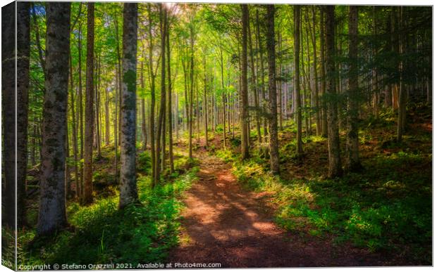 Path inside a fir forest. Apennines, Tuscany. Canvas Print by Stefano Orazzini