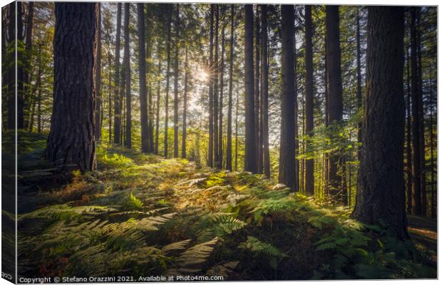Acquerino nature reserve forest. Trees and ferns in the morning. Canvas Print by Stefano Orazzini