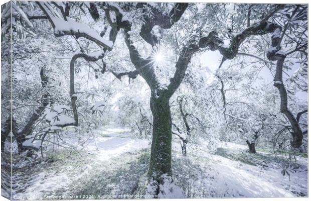 Snow in Tuscany, olive trees in the grove. Winter Landscape Canvas Print by Stefano Orazzini
