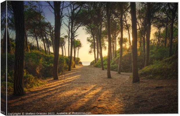 Path in pinewood forest and sea. Marina di Cecina, Tuscany Canvas Print by Stefano Orazzini