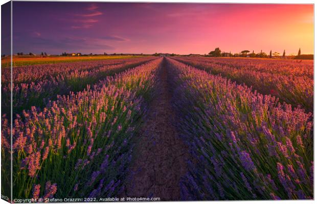 Lavender flowers fields and beautiful sunset. Marina di Cecina,  Canvas Print by Stefano Orazzini