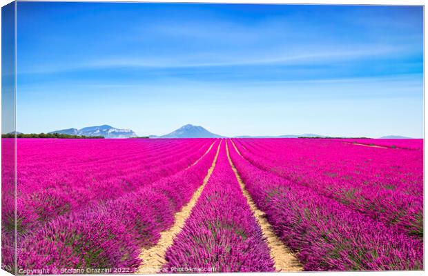 Lavender flowers fields endless rows. Provence, France Canvas Print by Stefano Orazzini