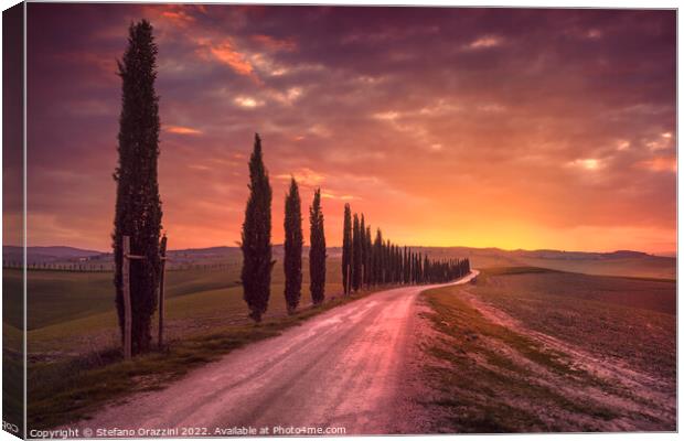 Cypress tree lined road in the countryside of Tuscany, Italy Canvas Print by Stefano Orazzini