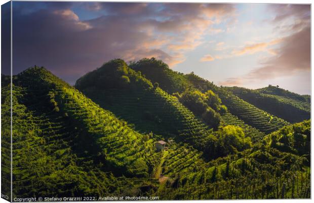 Prosecco Hills, vineyards after sunrise. Unesco Site. Italy Canvas Print by Stefano Orazzini