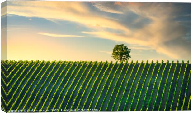 Vineyard and a tree at sunset. Castellina in Chianti, Tuscany Canvas Print by Stefano Orazzini