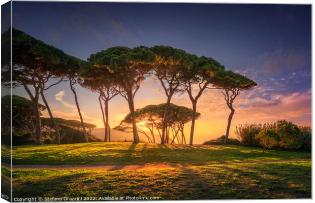 Pine tree group close to sea and beach. Baratti, Tuscany. Canvas Print by Stefano Orazzini