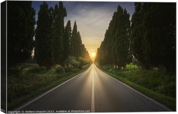The cypress tree-lined avenue of Bolgheri Canvas Print by Stefano Orazzini