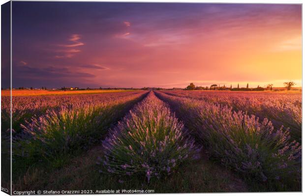 Lavender flowers fields and beautiful sunset. Marina di Cecina,  Canvas Print by Stefano Orazzini