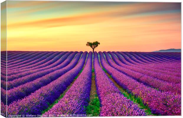 Lavender and lonely tree at sunset. Provence, France Canvas Print by Stefano Orazzini