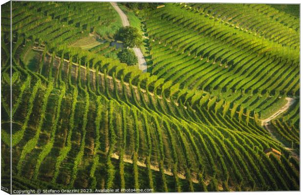 Langhe, roads and trees among the vineyards, Piedmont, Italy Canvas Print by Stefano Orazzini