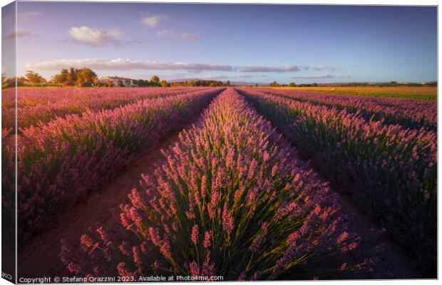 Lavender flowers fields at sunset. Marina di Cecina, Tuscany Canvas Print by Stefano Orazzini