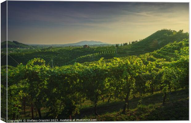 Vineyards of Prosecco at sunset. Valdobbiadene, Italy Canvas Print by Stefano Orazzini