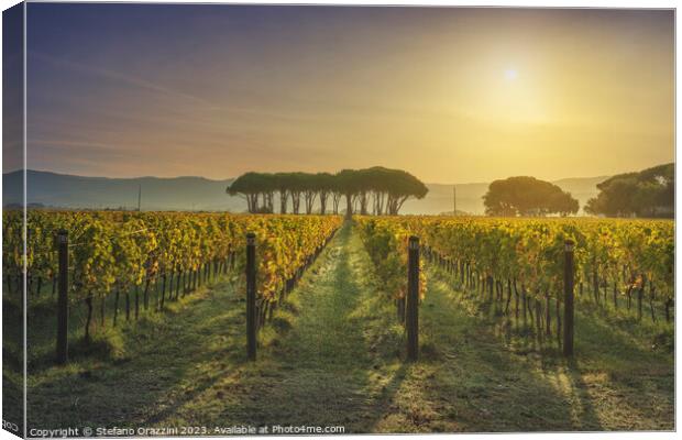 Bolgheri vineyard and pine trees at sunrise. Maremma, Tuscany Canvas Print by Stefano Orazzini