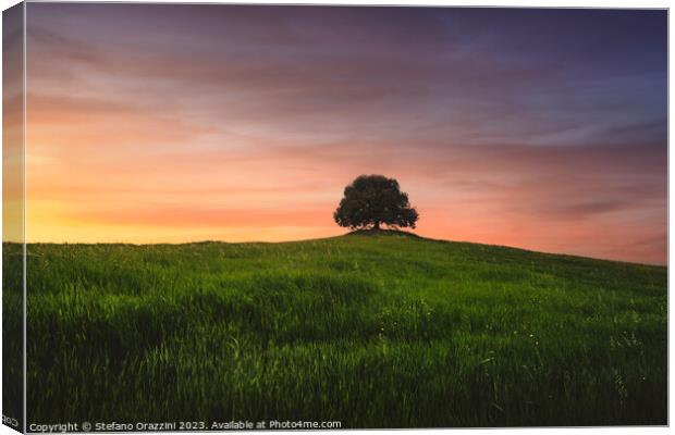 Holm oak on top of the hill at sunset. Val d'Orcia, Tuscany Canvas Print by Stefano Orazzini