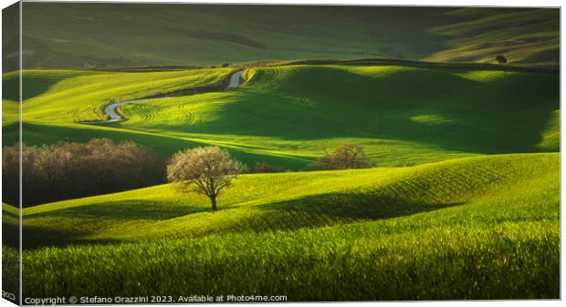 Spring in Tuscany, rolling hills and trees. Pienza, Val d'Orcia Canvas Print by Stefano Orazzini
