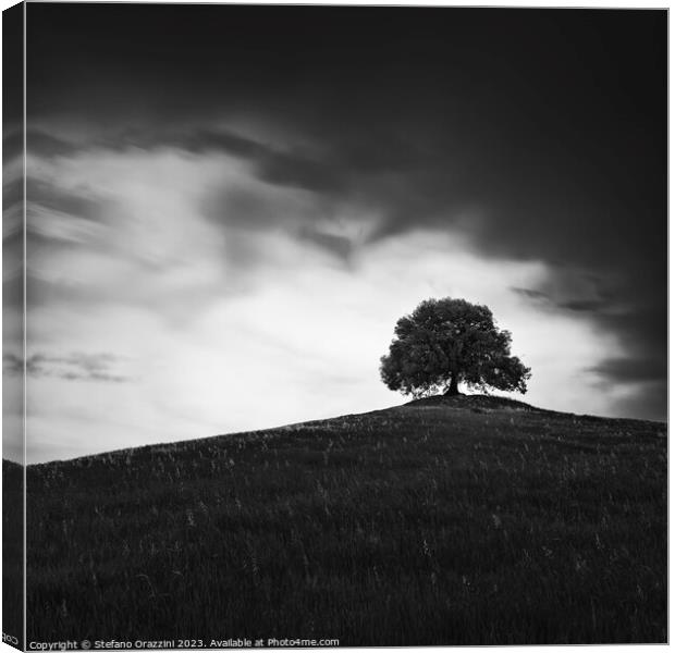 The Holm Oak of Pieve a Salti Canvas Print by Stefano Orazzini