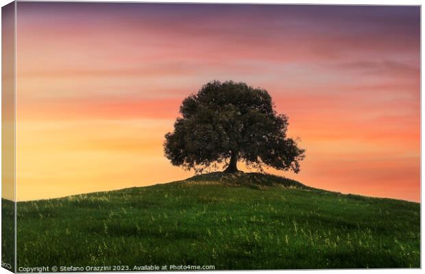 Holm oak on top of the hill at sunset. Tuscany Canvas Print by Stefano Orazzini