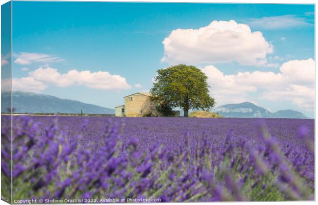 Lavender field, a house, and a tree. Provence, France Canvas Print by Stefano Orazzini